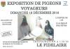 Expo pigeons 2016s