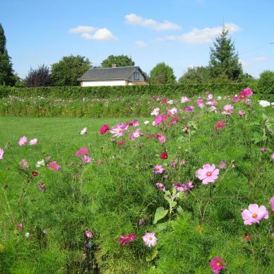 Terrain de boules