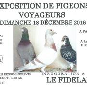 Expo pigeons 2016s