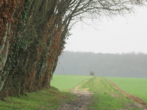 Poiriers d'argent