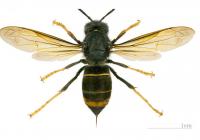Vespa velutina nigrithorax est le nom scientifique du frelon asiatique didier descouens wikipedia 1537463819